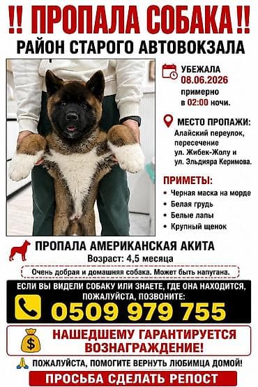 иссыкуль номера: Разыскивается собака: американская акита, щенок крупного телосложения — 1