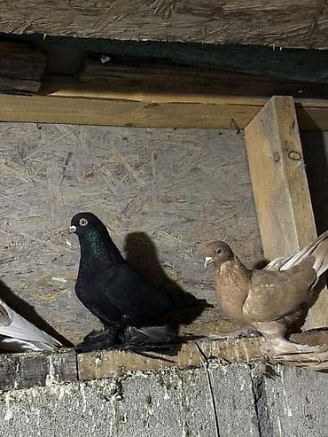 сколько стоят попугаи волнистые: Породистые декоративные голуби с оперёнными лапами (космачи) — 7