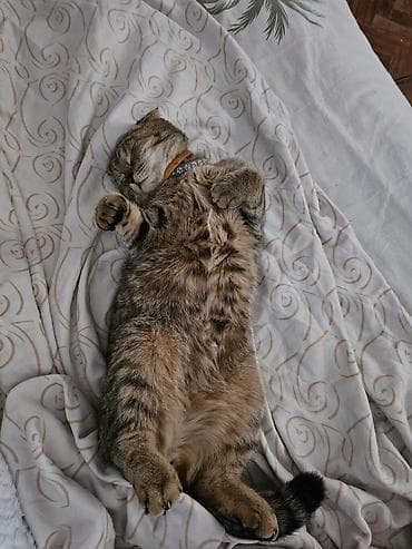 Животные: Отдам даром в добрые руки 🖤Черная кошка - кличка Ханни, 5 лет, чистая — 7