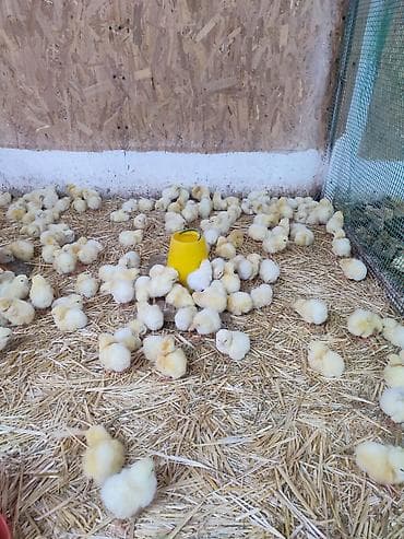 Товары и оборудование для с/х животных: Продаю | Цыплята | Кучинская | Для разведения — 4