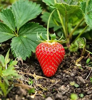 посуда каракол: 🌱 **Требуются рабочие на полевые работы** 🌱 На сезонные — 1