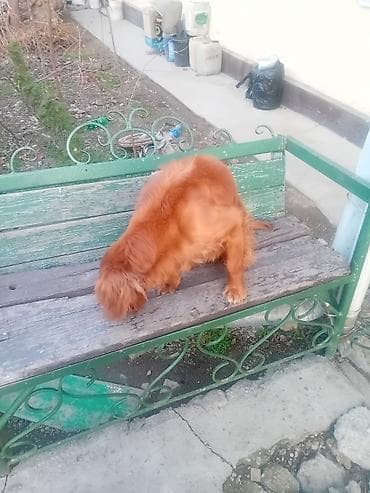 хаски щенята: Порода: собака средних размеров, длинношерстная, рыжего окраса — 2