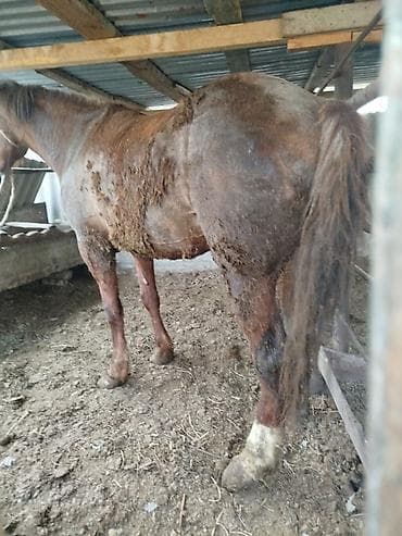 Продаю | Кобыла (самка) | На забой