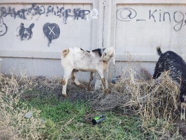 продам козу дойную: Продаю | Козлёнок | Полукровка | Для разведения — 1