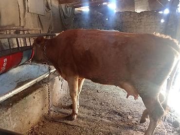 Услуги ветеринара: Продаю | Корова (самка) | Для молока | Привязанные — 3