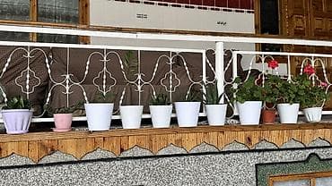 Коллекция комнатных растений в горшках для балкона/террасы. Цена