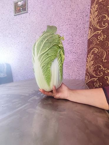 Капуста Пекинская