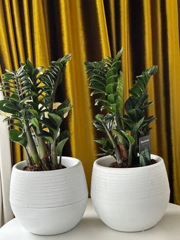 цветок доллар: Продаю Зензи (Замиокулькас) – стильное и неприхотливое растение 🌿🪴 — 1