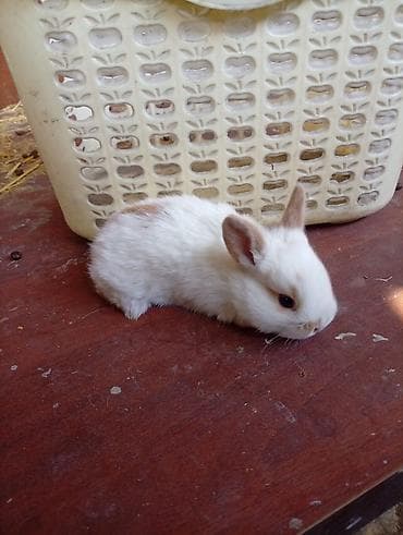 Башка жаныбарлар: Декоративные карликовые крольчата - Порода: карликовые (мини) — 8