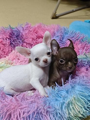 Животные: 🐾 Ищете настоящего породистого чихуахуа? ✨ В продаже клубные щенки — 4
