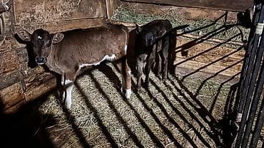 Продам с/х животных: Продаю | Тёлка | Для разведения | Искусственник — 1