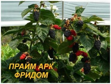 Ежевика сортовая ремонтантная и летняя Сорта прошедшие сортоиспытание