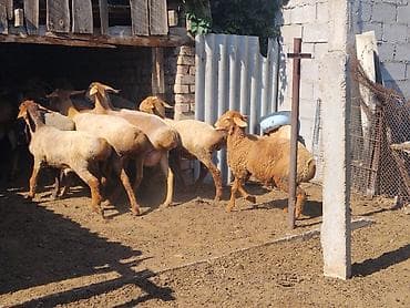 тай ленинский: Продаю | Овца (самка) | Арашан | На забой | Матка — 3