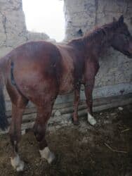 хомяк домашний купить: Продаю | Конь (самец) | На забой | Мерин — 7