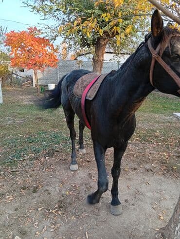 купить рабочую охотничью собаку: Продаю | Жеребец | Рабочий | Осеменитель — 4