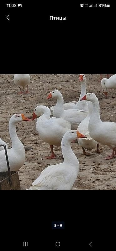 Животные: В наличии около100шт свежие инкубационные яйца ГУСИНЫЕ, порода — 3