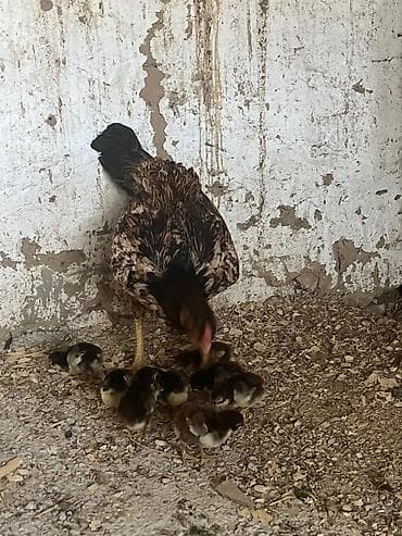 С/х животные и товары: Продаю | Куры, Цыплята | Полубрама, Арбор айкрес, Бойцовая | Для разведения, Для боев — 4
