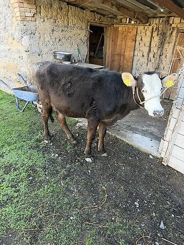 кур несушка: Продаю | Тёлка | На откорм | Привязанные — 3