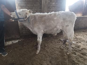 жыгач ящик: Сатам | Кунаажын | Бордоп семиртүү үчүн | Байланган — 2