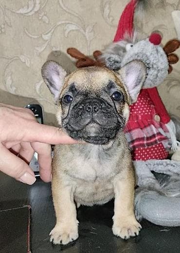 щенки мопса купить: Продаются щенки французского бульдога от привозных молодых родителей — 5