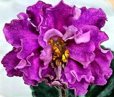 новогодние костюмы для взрослых: Продаю взрослые фиалки 🌺🌺🌺.Цена 300-350-400.Нахожусь в районе Тоголок — 8