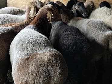 Животные: Продаю | Баран (самец) | Гиссарская, Арашан | На забой — 8