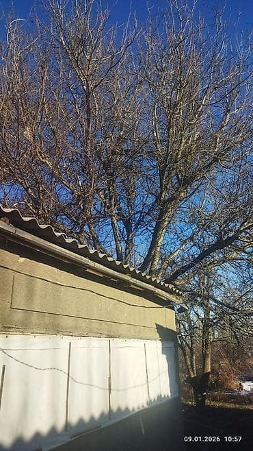 скупка цветного металла в бишкеке: Продаю ореховое дерево — 3