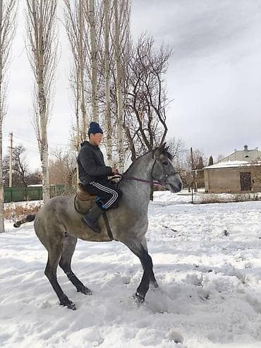 лошадь в аренду: Продаю | Жеребец | Рабочий — 10