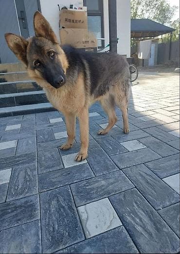 Немецкая овчарка, 8 месяцев, Самец