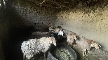 козы на мясо: Продаю | Баран (самец) | Матка — 3