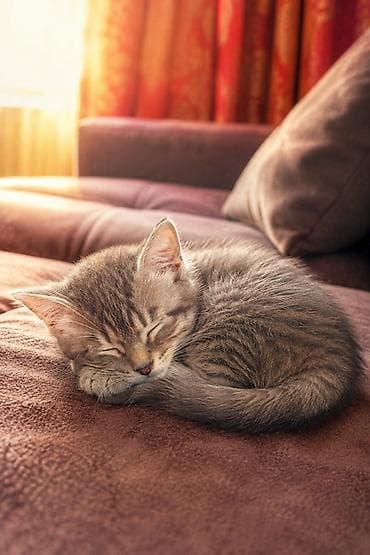 серые кошки фото: Котята, помёт из 5 малышей: - тигровые табби - Возраст: 6 недель - — 3