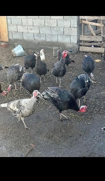 ак кеклик: Сатам | Ургаачы күрп (ургаачы) | Түндүк Кавказ | Көбөйтүү үчүн | Асыл тукумдуу — 3