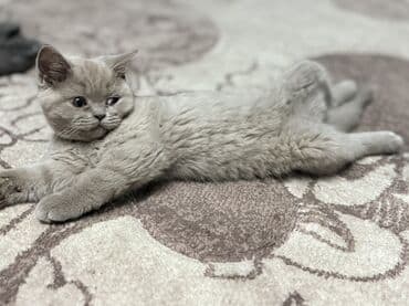 кошки в оше: Шотландский прямоухий и Шотландский вислоухий (Scottish straight and — 5