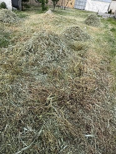 отун жаргыч: Сено/скошенная трава навалом. Кимге чоп керек алып кетсенер — 3