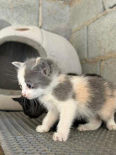 фри пир: Очаровательные котята - Окрас: один полностью чёрный; двое — 3