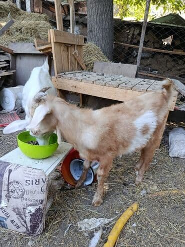 дойный коза: Сатам | Улак — 3