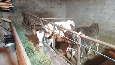 собака булдок: Сатам | Кунаажын | Аргын | Көбөйтүү үчүн, Бордоп семиртүү үчүн — 3