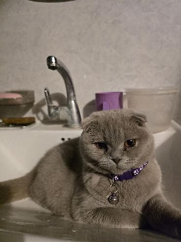 Кошка даром: Скотиш Фолд (Шотландская вислоухая), Девочка — 1