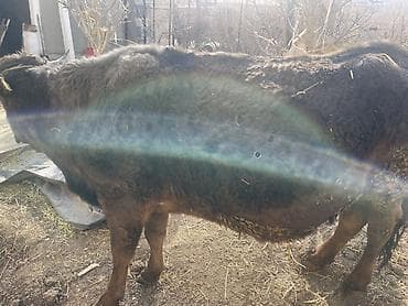 ветврач сокулук: Сатам | Уй (ургаачы) | Көбөйтүү үчүн | Байланган — 3