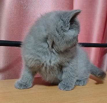 чистокровная: Чистокровные шотландские котята . Классического голубого окраса. В — 5