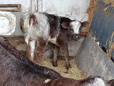 ангус уй: Продаю | Бык (самец), Тёлка, Музоо, торпок | Бельгийская — 3