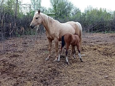 кошка белая: Продаю | Кобыла (самка) | Для разведения | Племенные — 1