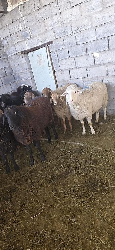 Үй жаныбарлары: Сатам | Козу — 2