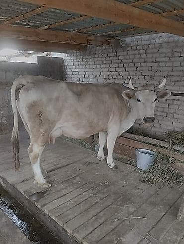 Продаю | Корова (самка)