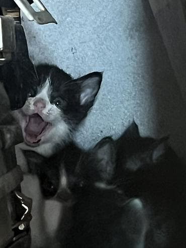Отдам даром !!!! 3 котёнка Черно-белые котята, помёт из нескольких