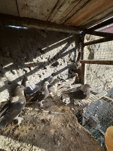 вольеры для собак бу: Продаю голубей!!!! На фото представлены голуби разных пород. Цены на — 38