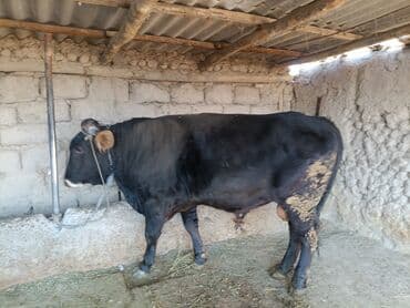 продам домик для кошки: Продаю | Бык (самец) | На откорм | Привязанные — 1