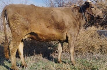 за сколько дней до отела корова наливает вымя: Продаю | Корова (самка) | Алатауская, Швицкая | Для разведения, Для молока | Осеменитель, Стельные, Искусственник — 2