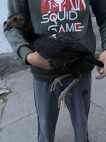 курица несушки: Продаю | Петух, Цыплята | Бойцовая | Для разведения, Для боев — 2