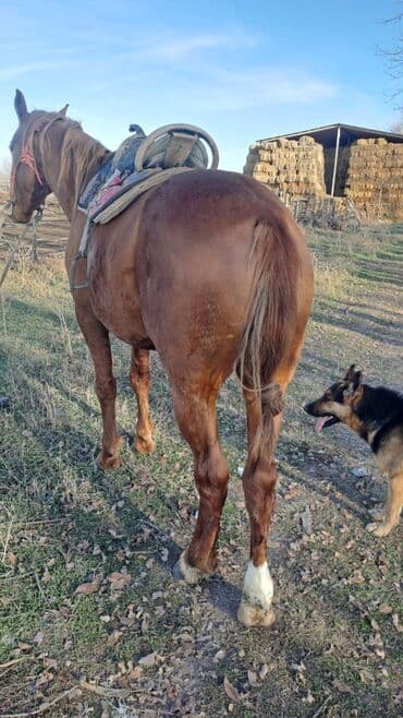 котята в добрые руки: Продаю | Жеребец | Рабочий — 5